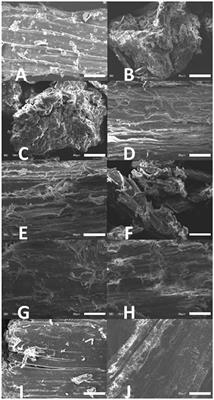 Three Way Comparison of Hydrophilic Ionic Liquid, Hydrophobic Ionic Liquid, and Dilute Acid for the Pretreatment of Herbaceous and Woody Biomass